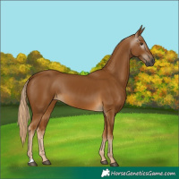 Horse Color:Gray Palomino