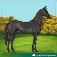 Horse Color:Smoky Black 