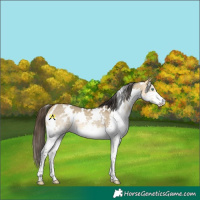 Horse Color:White Spotted Buckskin Dun Splash Rabicano