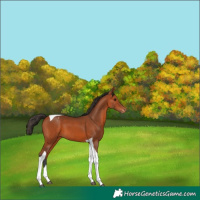Horse Color:Bay Tobiano Varnish 
