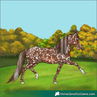 Horse Color:Chestnut Snowflake Varnish 