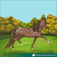 Horse Color:Chestnut Appaloosa