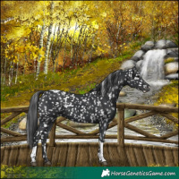 Horse Color:White Spotted Black Tobiano Snowflake Varnish