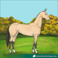 Horse Color:Buckskin 