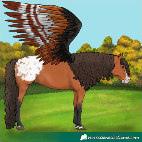 Horse Color:Bay Splash Appaloosa
