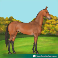 Horse Color:Bay 