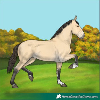 Horse Color:Buckskin Dun 