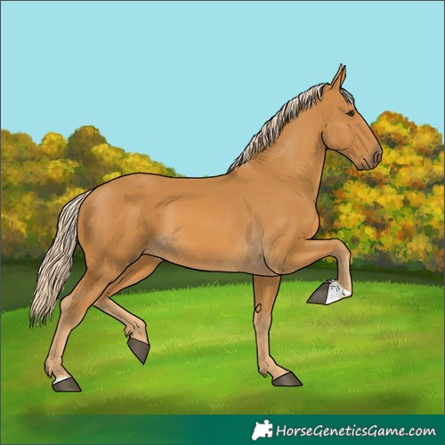 Horse Color:Palomino 
