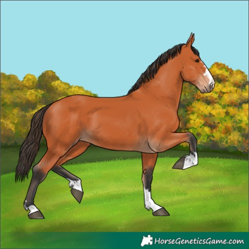 Horse Color:Bay 