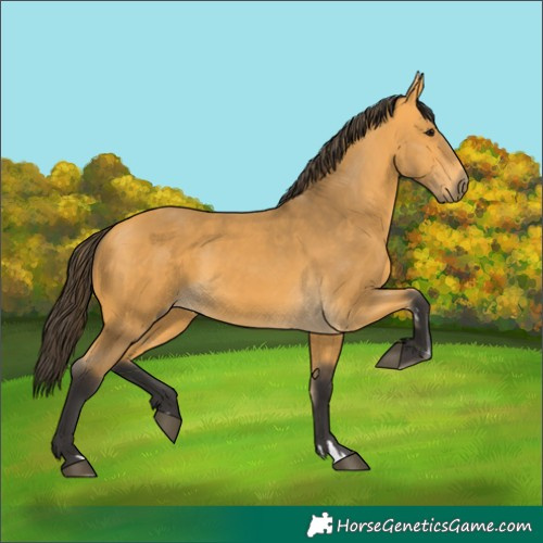 Horse Color:Buckskin