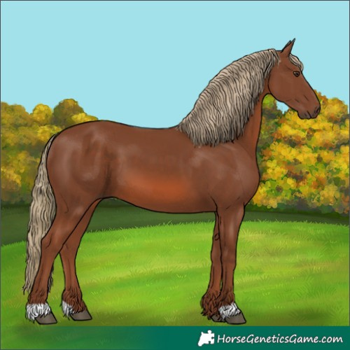 Horse Color:Chestnut 
