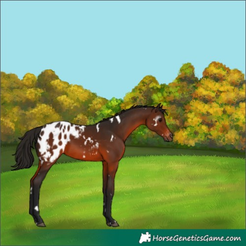 Horse Color:Gray White Spotted Bay Blanket 