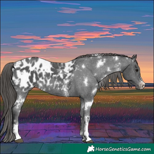 Horse Color:White Spotted Black Sabino Blanket 