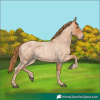 Horse Color:Red Roan 