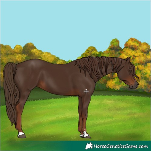 Horse Color:Gray Chestnut 