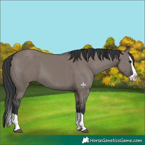 Horse Color:Grullo Splash 