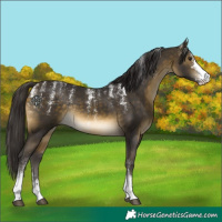Horse Color:Powder White Buckskin Sabino Rabicano 