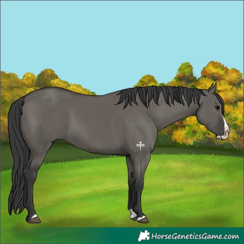 Horse Color:Grullo Splash 