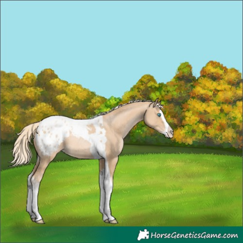 Horse Color:Palomino Pearl Splash Tobiano Blanket 