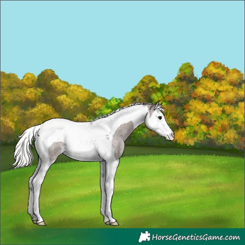 Horse Color:Silver Blue Roan Splash Tobiano Rabicano 