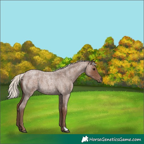 Horse Color:Silver Blue Roan 