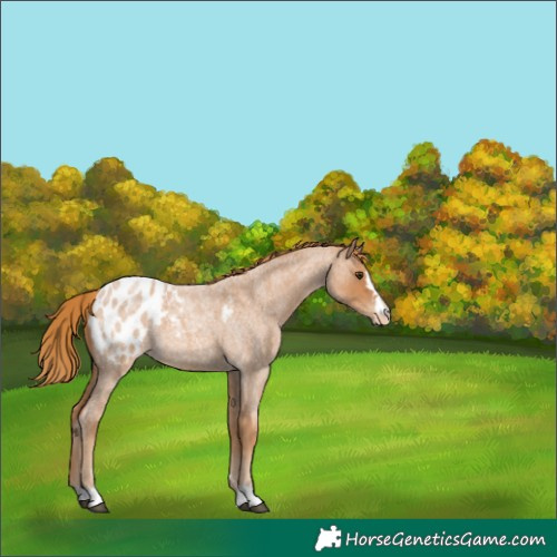 Horse Color:Red Roan Blanket 
