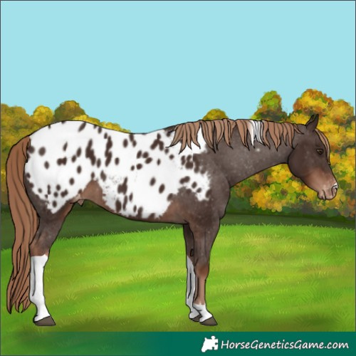 Horse Color:Liver Chestnut Tobiano Appaloosa 