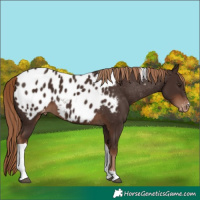 Horse Color:Liver Chestnut Tobiano Appaloosa