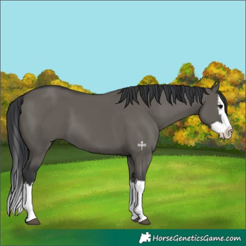 Horse Color:Grullo Splash 
