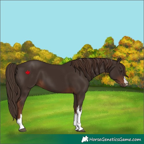 Horse Color:White Spotted Liver Chestnut 