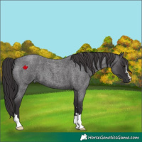 Horse Color:Smoky Blue Roan 