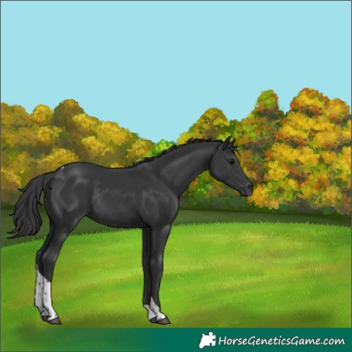 Horse Color:Black Tobiano Rabicano 