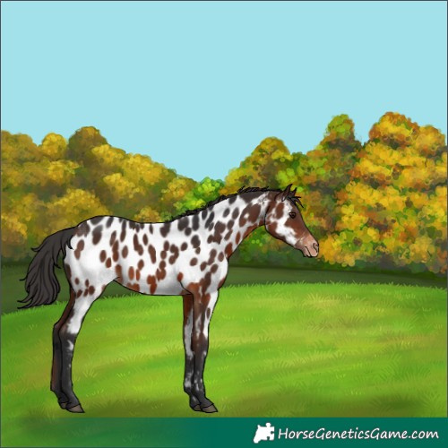 Horse Color:Brown Near Leopard 