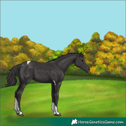 Horse Color:Smoky Black Tobiano Rabicano 