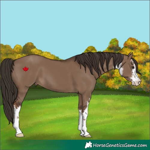 Horse Color:White Spotted Liver Red Dun 