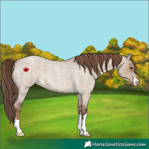 Horse Color:Liver Red Dun Roan 