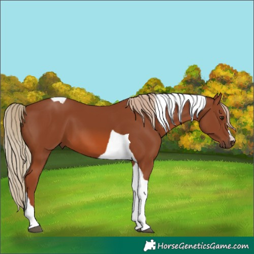 Horse Color:Chestnut Tobiano 