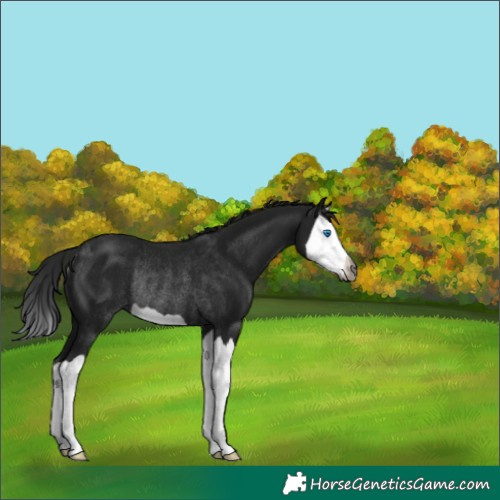 Horse Color:Gray Black Splash Rabicano 