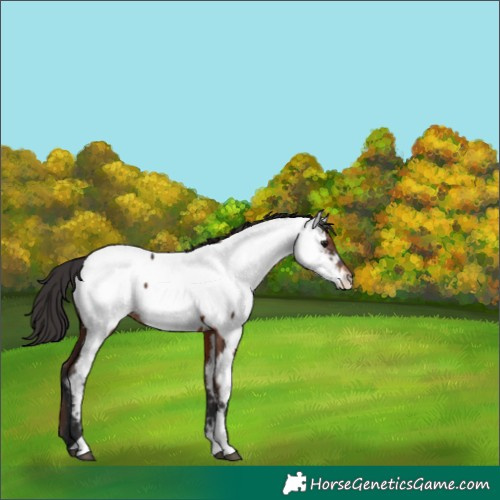 Horse Color:Brown Tobiano Near Fewspot 
