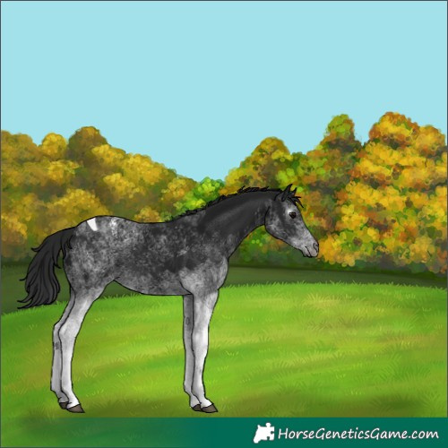 Horse Color:Gray White Spotted Black Tobiano 