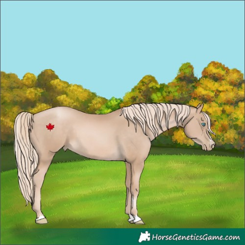 Horse Color:Chocolate Palomino Pearl 