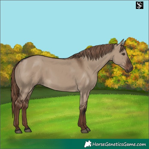 Horse Color:Liver Red Dun Rabicano 