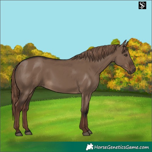 Horse Color:Liver Red Dun Rabicano 