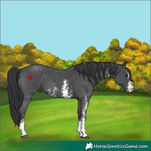Horse Color:Black Sabino 