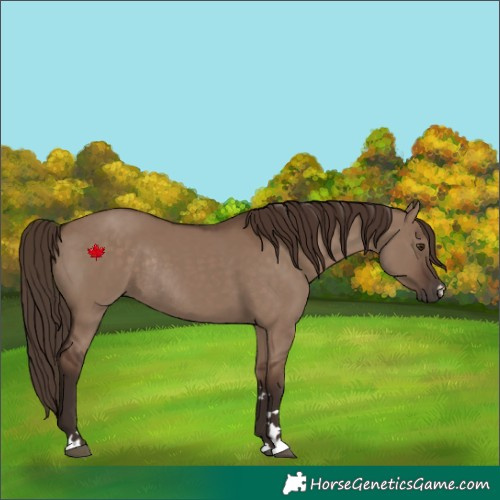 Horse Color:Liver Red Dun Rabicano 
