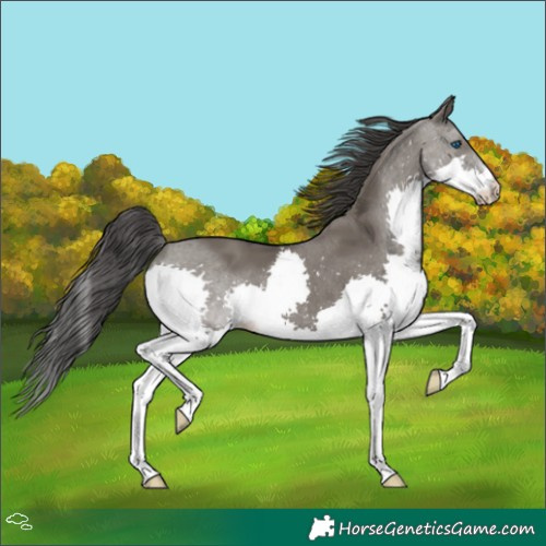 Horse Color:Grullo Splash