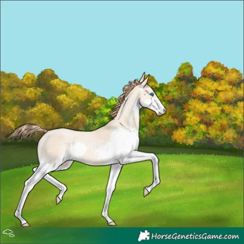 Horse Color:Smoky Grullo Pearl Splash 