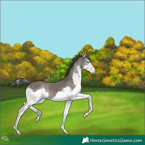 Horse Color:Grullo Splash