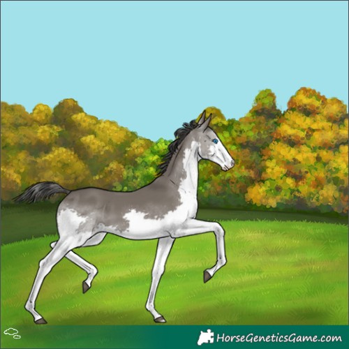 Horse Color:Grullo Splash 