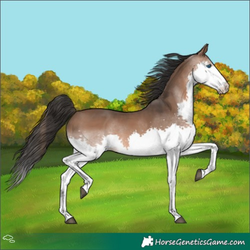Horse Color:Brown Splash